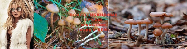 каннабис Аркадак